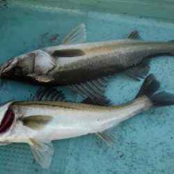 アマテラス 釣果