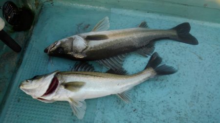 アマテラス 釣果