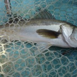 アマテラス 釣果