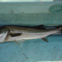 アマテラス 釣果