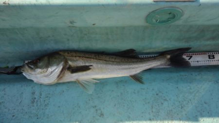 アマテラス 釣果