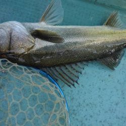 アマテラス 釣果