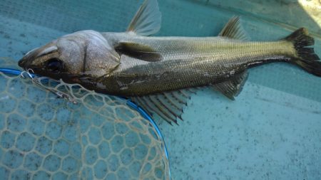 アマテラス 釣果