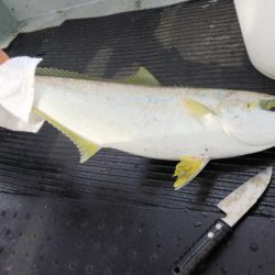 第二龍勢丸 釣果