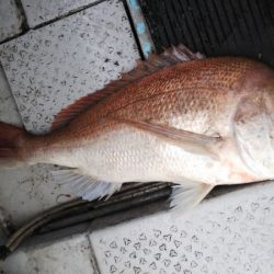 第二龍勢丸 釣果