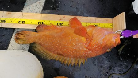 第二龍勢丸 釣果