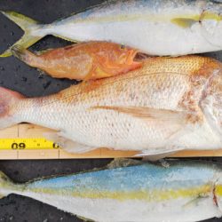 第二龍勢丸 釣果