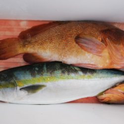 第二龍勢丸 釣果