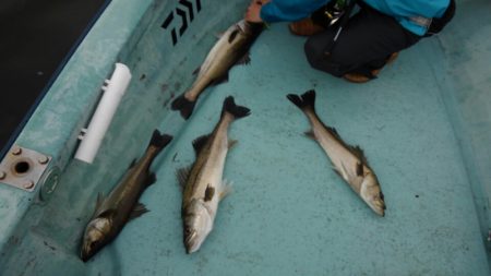 アマテラス 釣果