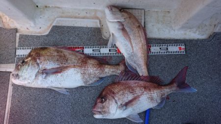 ARCADIAⅡ (アルカディアⅡ) 釣果