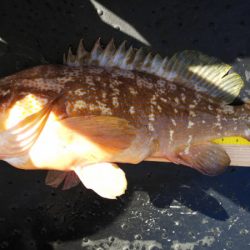 第二龍勢丸 釣果