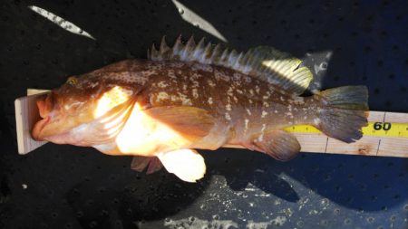 第二龍勢丸 釣果