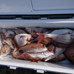 第三共栄丸 釣果