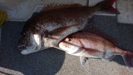 ARCADIAⅡ (アルカディアⅡ) 釣果