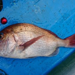 だて丸 釣果