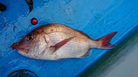 だて丸 釣果
