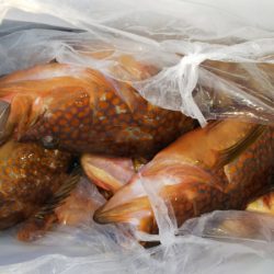 第二龍勢丸 釣果