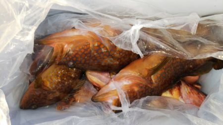 第二龍勢丸 釣果