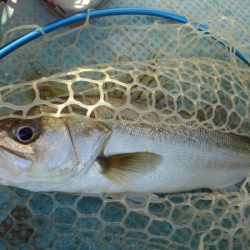 アマテラス 釣果