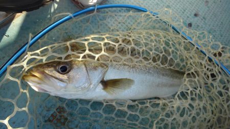 アマテラス 釣果