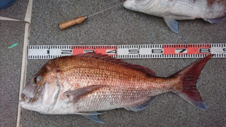 ARCADIAⅡ (アルカディアⅡ) 釣果