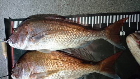 ARCADIAⅡ (アルカディアⅡ) 釣果