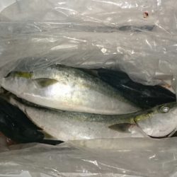 正福丸 釣果