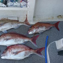 ARCADIAⅡ (アルカディアⅡ) 釣果