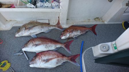 ARCADIAⅡ (アルカディアⅡ) 釣果