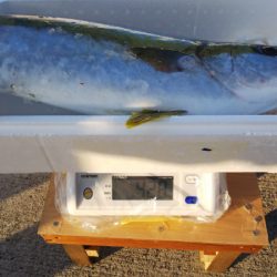 第二龍勢丸 釣果