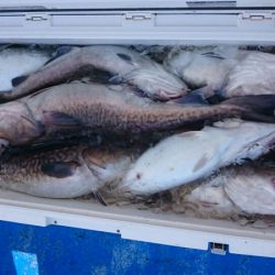 海龍丸(石川) 釣果