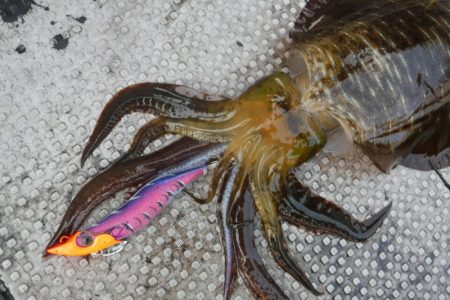 ブルースフィッシングサービス 釣果