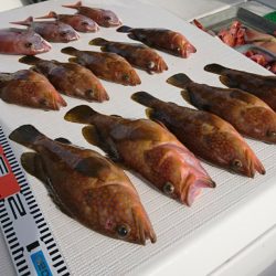 遊漁船 家入 釣果