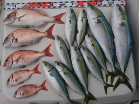 遊漁船　家入 釣果