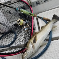 海龍丸（島根） 釣果