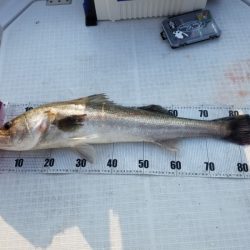 海龍丸（島根） 釣果