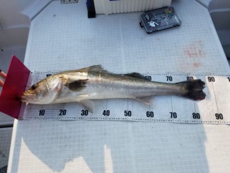 海龍丸（島根） 釣果