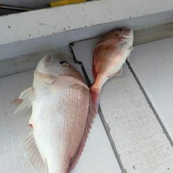 タイラバ遊漁船 ワンピース 釣果