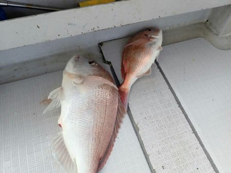 タイラバ遊漁船 ワンピース 釣果