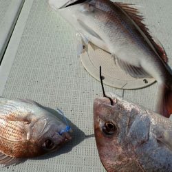 タイラバ遊漁船 ワンピース 釣果