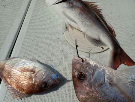 タイラバ遊漁船 ワンピース 釣果