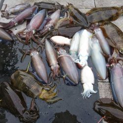 ブルースフィッシングサービス 釣果