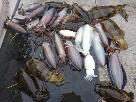 ブルースフィッシングサービス 釣果