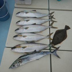 きずなまりん 釣果