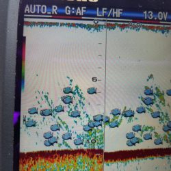 海龍丸（島根） 釣果