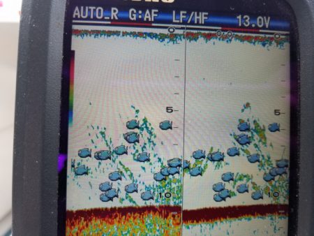 海龍丸（島根） 釣果