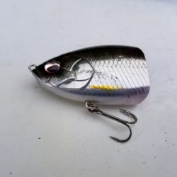 アマテラス 釣果