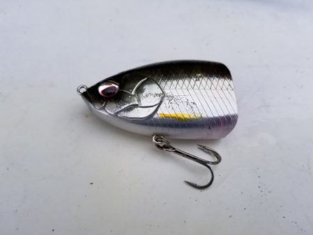 アマテラス 釣果