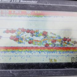 アマテラス 釣果