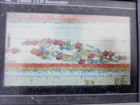 アマテラス 釣果